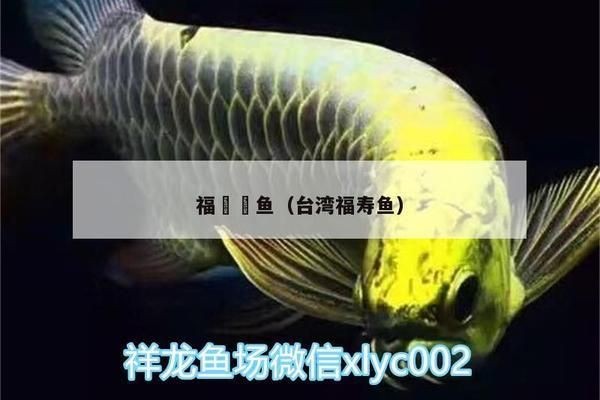 福魟魟魚，福[需手動填充][需手動填充]魚日常飲食指南