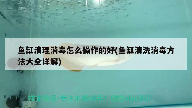魚缸清理消毒怎么操作的好(魚缸清洗消毒方法大全詳解)