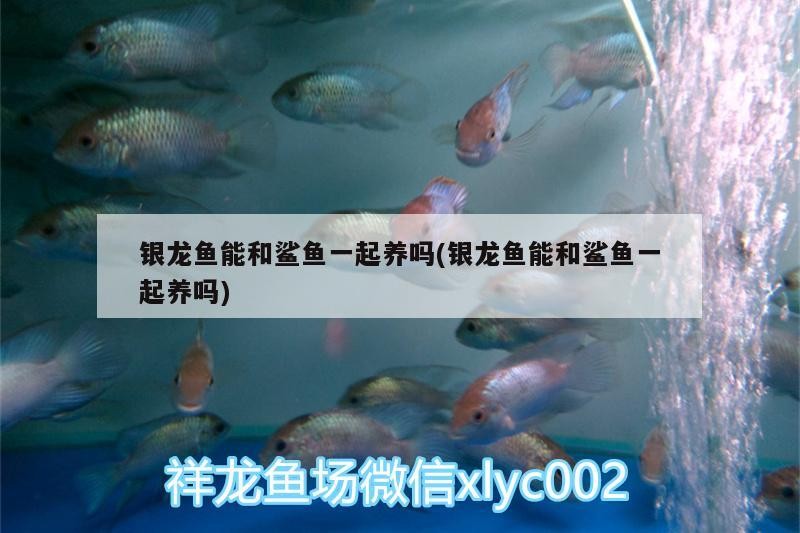 銀龍魚能和鯊魚一起養嗎(銀龍魚能和鯊魚一起養嗎)