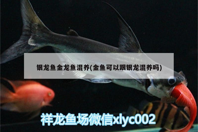 銀龍魚金龍魚混養(yǎng)(金魚可以跟銀龍混養(yǎng)嗎)