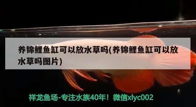 南昌龍魚祥龍魚場怎么樣（祥龍漁場的龍魚怎樣）