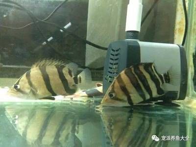 虎魚吧 百度貼吧論壇：虎魚吧百度貼吧論壇：虎魚的飼養(yǎng)注意事項和注意事項