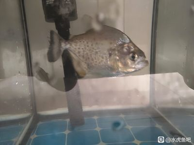 虎魚吧 百度貼吧論壇：虎魚吧百度貼吧論壇：虎魚的飼養(yǎng)注意事項和注意事項