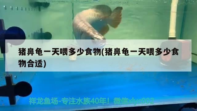 豬鼻龜一天喂多少食物(豬鼻龜一天喂多少食物合適)