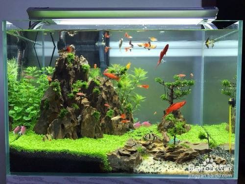 家里養龍魚是金龍還是紅龍(家里養龍魚是金龍還是紅龍好)