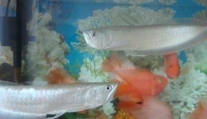 什么紅龍魚最好看:最漂亮的紅龍魚品種詳細信息:辣椒紅龍、橙紅龍、過背金龍 紅龍魚百科 第5張 什么紅龍魚最好看:最漂亮的紅龍魚品種詳細信息:辣椒紅龍、橙紅龍、過背金龍 什么紅龍魚最好看:最漂亮的紅龍魚品種詳細信息:辣椒紅龍、橙紅龍、過背金龍 紅龍魚百科 第5張
