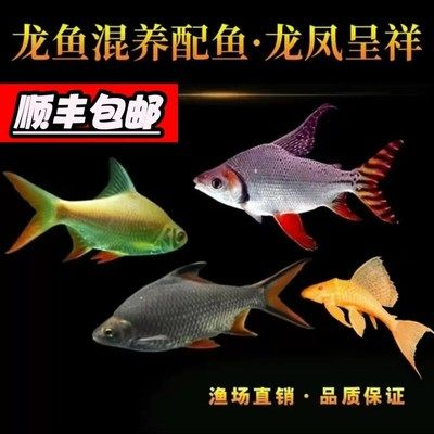 泰國紅龍魚多少錢一條：泰國紅龍魚價格受多種因素影響