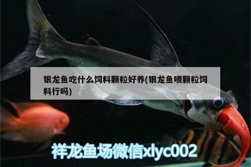 銀龍魚吃什么飼料顆粒好養(yǎng)(銀龍魚喂顆粒飼料行嗎)