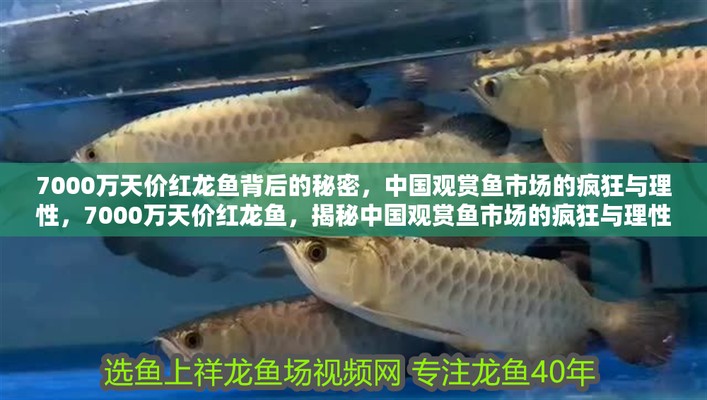 漳州紅龍魚價格2688貴嗎？