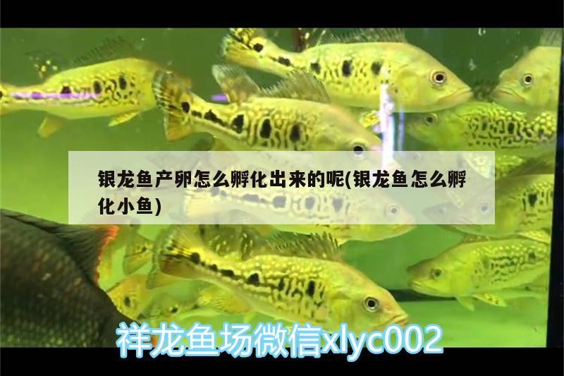 銀龍魚產卵怎么孵化出來的呢(銀龍魚怎么孵化小魚)