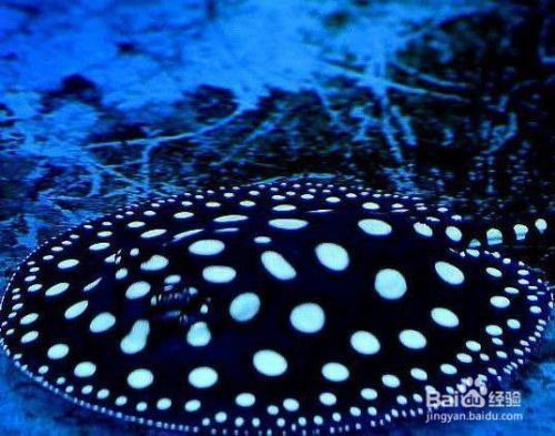 純血皇冠黑白魟魚的社交行為，關于純血皇冠黑白魟魚的社交行為