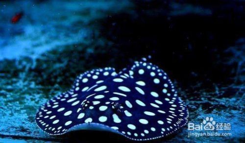 純血皇冠黑白魟魚的社交行為，關于純血皇冠黑白魟魚的社交行為