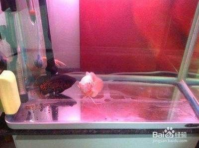 玻璃魚缸裂了：玻璃魚缸出現裂痕怎么辦