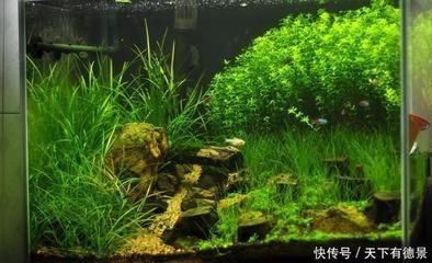 不怕冷的魚缸水草怎么養(yǎng):如何養(yǎng)護(hù)不怕冷的魚缸水草 魚缸百科 第3張 不怕冷的魚缸水草怎么養(yǎng):如何養(yǎng)護(hù)不怕冷的魚缸水草 不怕冷的魚缸水草怎么養(yǎng):如何養(yǎng)護(hù)不怕冷的魚缸水草 魚缸百科 第3張