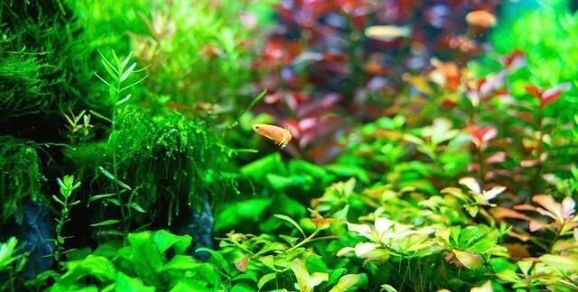 不怕冷的魚缸水草怎么養(yǎng):如何養(yǎng)護(hù)不怕冷的魚缸水草 魚缸百科 第4張 不怕冷的魚缸水草怎么養(yǎng):如何養(yǎng)護(hù)不怕冷的魚缸水草 不怕冷的魚缸水草怎么養(yǎng):如何養(yǎng)護(hù)不怕冷的魚缸水草 魚缸百科 第4張