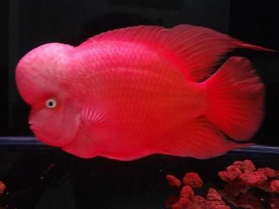 水族館推薦的魟魚飼料品牌，水族館推薦的魟魚飼料品牌包括哪些