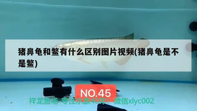 豬鼻龜和鱉有什么區別圖片視頻(豬鼻龜是不是鱉)