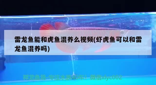 雷龍魚能和虎魚混養么視頻(蝦虎魚可以和雷龍魚混養嗎)