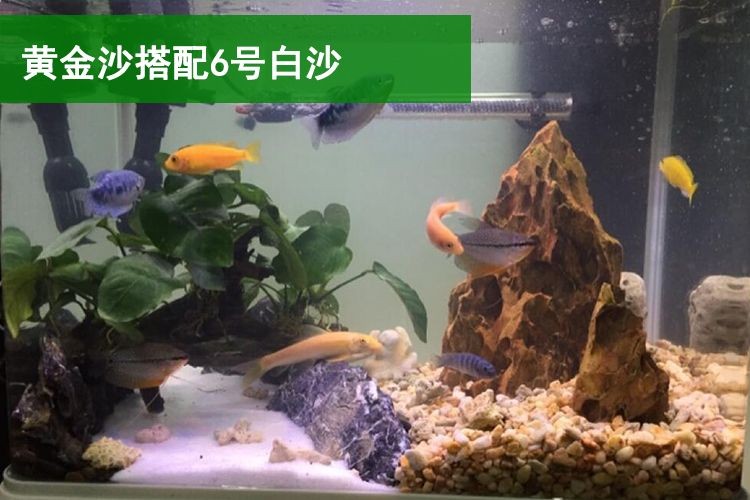 <strong><mark>白沙</mark></strong>底魚缸