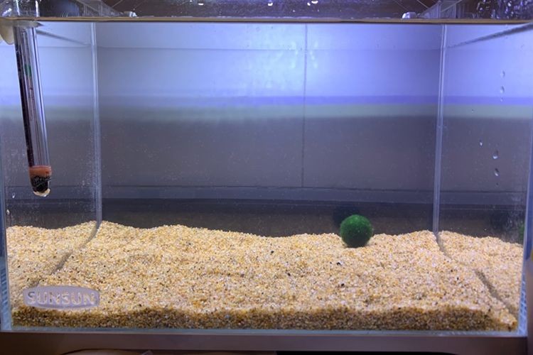 白沙底魚缸 白沙底魚缸 魚缸百科 第2張