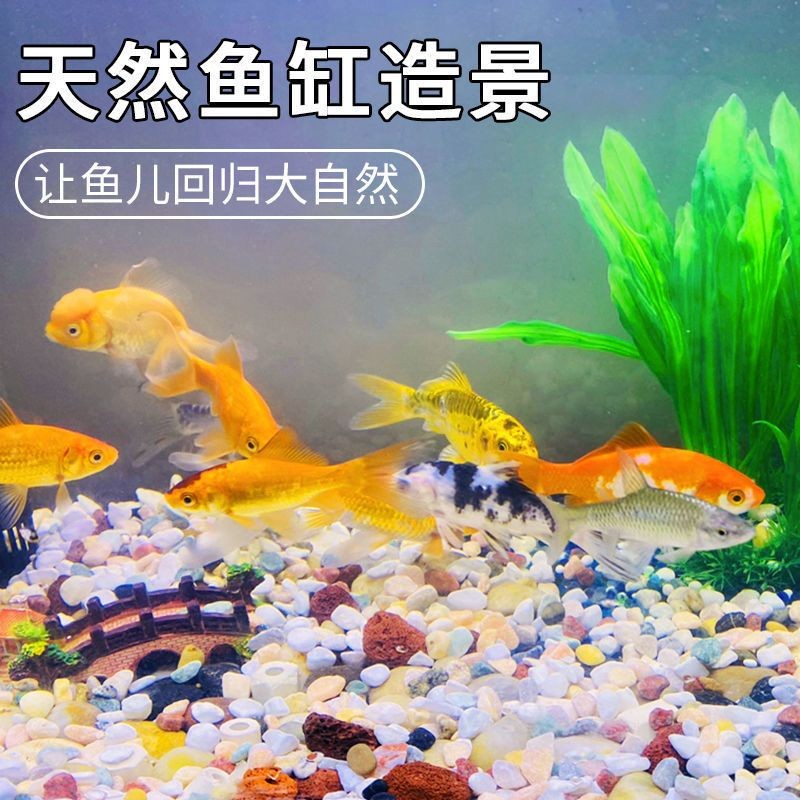 白沙底魚缸 白沙底魚缸 魚缸百科 第3張