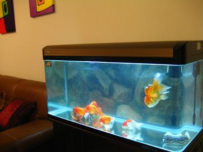 雙城市海洋之星水族館（雙城市海洋之星水族館電話）