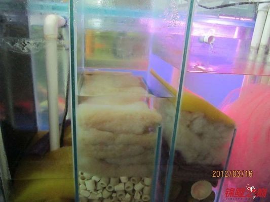 側濾魚缸如何實現干濕分離狀態視頻：側濾魚缸如何實現干濕分離