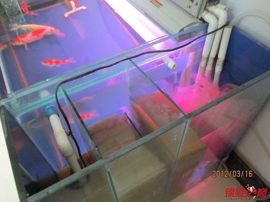 側濾魚缸如何實現干濕分離狀態視頻：側濾魚缸如何實現干濕分離