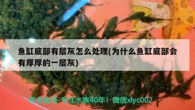 魚缸底部有層灰怎么處理(為什么魚缸底部會有厚厚的一層灰) 魚缸底部有層灰怎么處理(為什么魚缸底部會有厚厚的一層灰) 魟魚百科