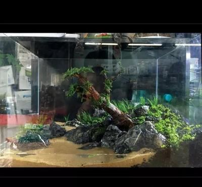 純凈水桶魚(yú)缸制作方法：自制純凈水桶魚(yú)缸