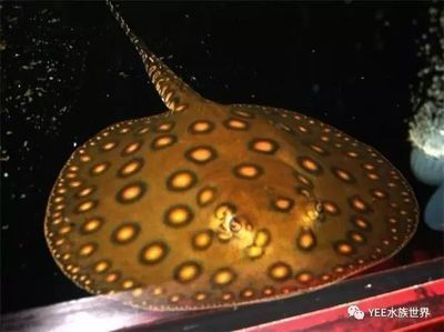 如何判斷魟魚健康狀態，如何判斷魟魚的健康狀態