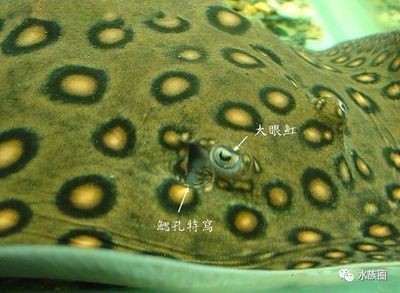如何判斷魟魚健康狀態，如何判斷魟魚的健康狀態