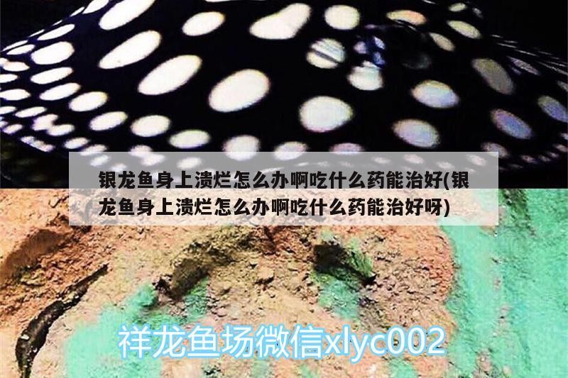 魚缸用增氧泵價(jià)格是多少:魚缸增氧機(jī)-xtrac增氧機(jī)-xtrac增氧機(jī) 銀龍魚身上潰爛怎么辦啊吃什么藥能治好(銀龍魚身上潰爛怎么辦啊吃什么藥能治好呀) 銀龍魚百科 銀龍魚身上潰爛怎么辦啊吃什么藥能治好(銀龍魚身上潰爛怎么辦啊吃什么藥能治好呀) 銀龍魚身上潰爛怎么辦啊吃什么藥能治好(銀龍魚身上潰爛怎么辦啊吃什么藥能治好呀) 銀龍魚百科