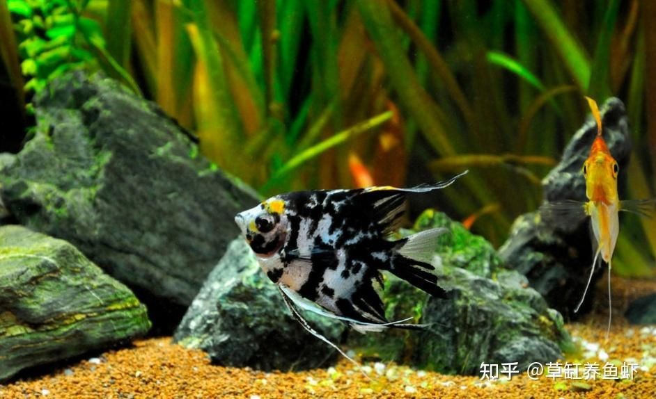 不用加溫的小型熱帶魚缸怎么養：如何養熱帶魚
