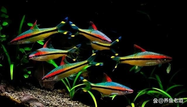 不用加溫的小型熱帶魚缸怎么養：如何養熱帶魚