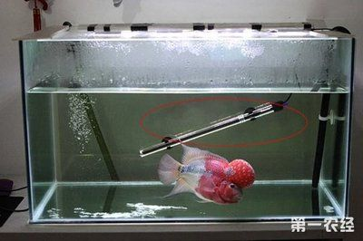 不用加溫的小型熱帶魚缸怎么養：如何養熱帶魚