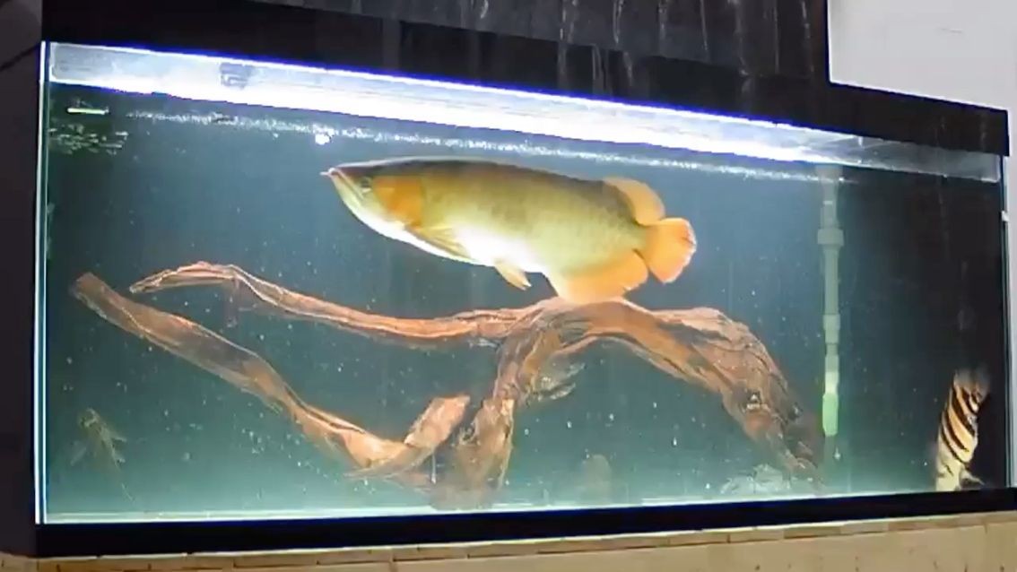 沉木入缸龍魚不打架了虎魚更明了 沉木入缸龍魚不打架了虎魚更明了 虎魚百科 第2張