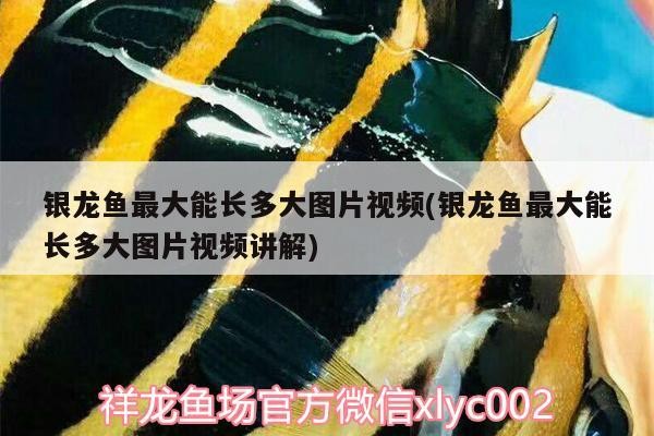 銀龍魚最大能長多大圖片視頻(銀龍魚最大能長多大圖片視頻講解)