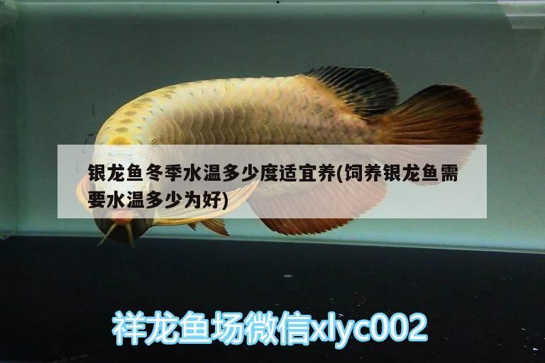 銀龍魚冬季水溫多少度適宜養(飼養銀龍魚需要水溫多少為好)