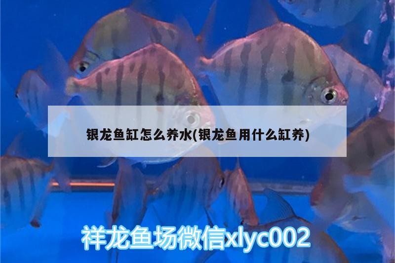 銀龍魚缸怎么養水(銀龍魚用什么缸養)
