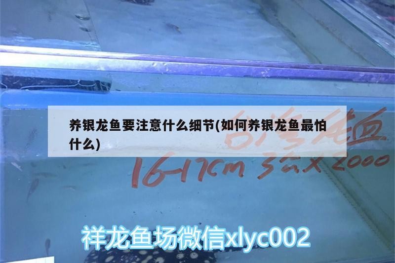 養銀龍魚要注意什么細節(如何養銀龍魚最怕什么)