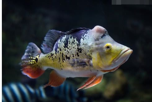 帝王魟魚合法購買渠道查詢，帝王魟魚合法購買渠道