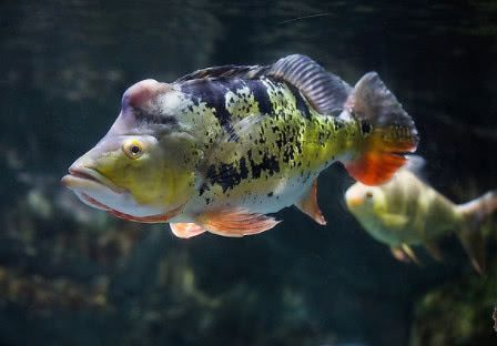 帝王魟魚合法購買渠道查詢，帝王魟魚合法購買渠道