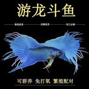 帝王魟魚合法購買渠道查詢，帝王魟魚合法購買渠道