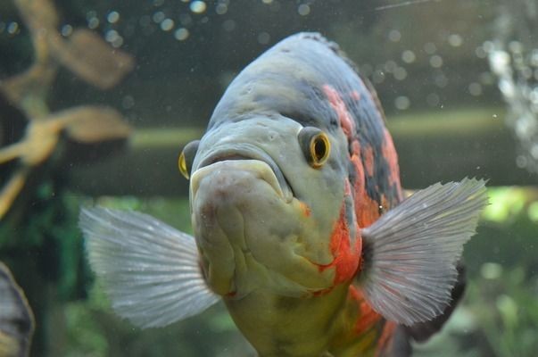 帝王魟魚合法購買渠道查詢，帝王魟魚合法購買渠道