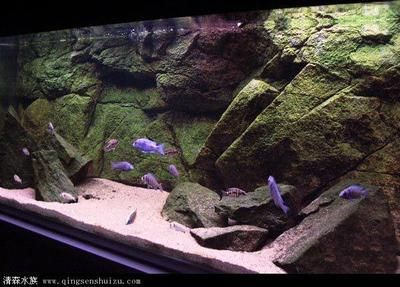成品魚缸多少錢：成品魚缸的價格以及選購注意事項