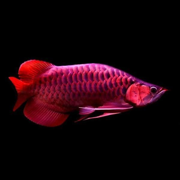 印尼血紅龍魚價格