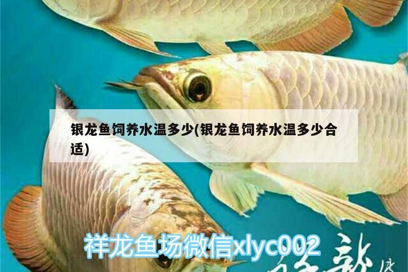 銀龍魚飼養水溫多少(銀龍魚飼養水溫多少合適)