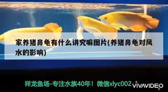 家養(yǎng)豬鼻龜有什么講究嘛圖片(養(yǎng)豬鼻龜對(duì)風(fēng)水的影響)