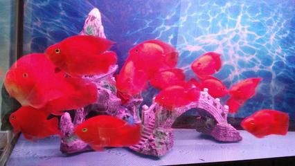 安裝魚缸過濾器自來水不曬可以嗎：安裝魚缸過濾器可以使用未經(jīng)晾曬的自來水養(yǎng)魚嗎？